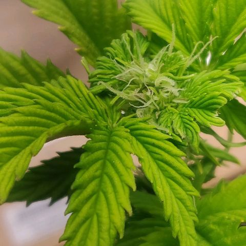 Pink Rozay Automatic (Done) growlog timeline photo