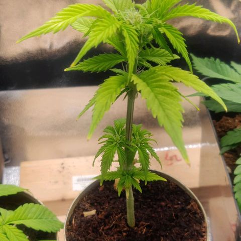 Pink Rozay Automatic (Done) growlog timeline photo