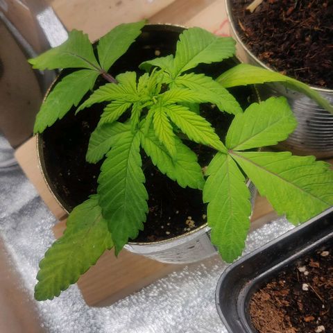 Green-O-Matic (Done) growlog timeline photo