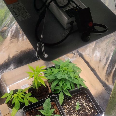 Dark Devil Auto (Done) growlog photo: Eine lampe weg, abstand verringert, Intensität runter, da Wachstum erneut bei allen stagniert