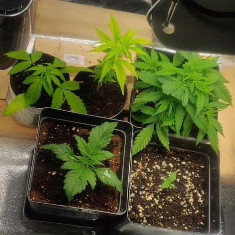 Dark Devil Auto (Done) growlog photo: Eine lampe weg, abstand verringert, Intensität runter, da Wachstum erneut bei allen stagniert