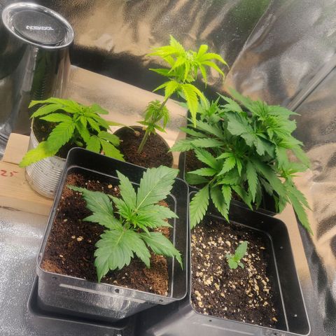 Dark Devil Auto (Done) growlog timeline photo