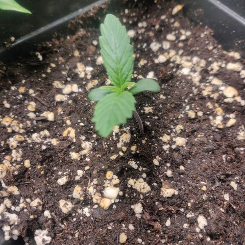 Blue Dream Matic (Done) growlog timeline photo