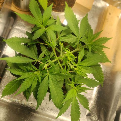 Amnesia Haze (Done) growlog timeline photo