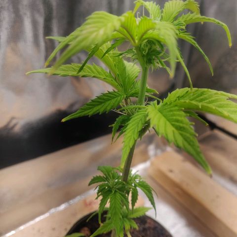 Pink Rozay Automatic (Done) growlog timeline photo