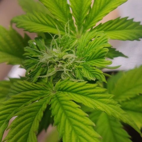 Pink Rozay Automatic (Done) growlog timeline photo