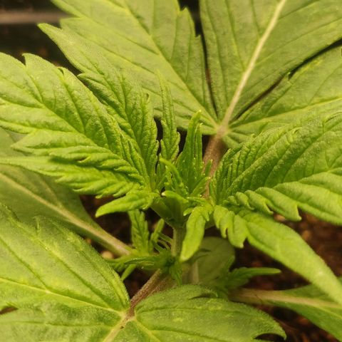 Dark Devil Auto (Done) growlog timeline photo
