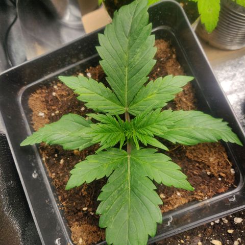 Dark Devil Auto (Done) growlog timeline photo
