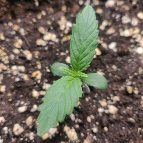 Blue Dream Matic (Done) growlog timeline photo