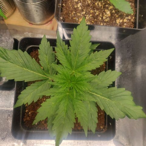 Dark Devil Auto (Done) growlog timeline photo