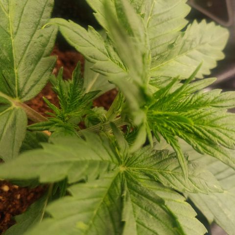 Dark Devil Auto (Done) growlog timeline photo