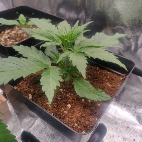 Dark Devil Auto (Done) growlog timeline photo