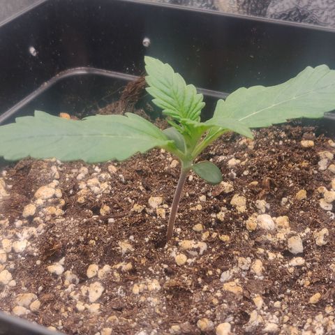 Blue Dream Matic (Done) growlog timeline photo