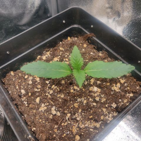 Blue Dream Matic (Done) growlog timeline photo