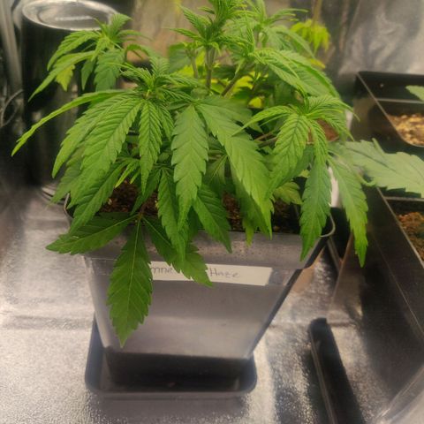 Amnesia Haze (Done) growlog timeline photo