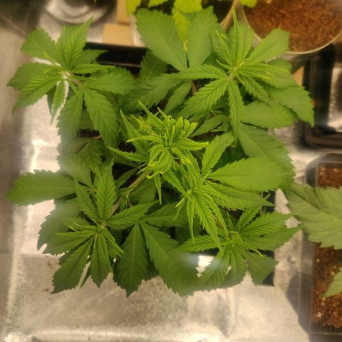Amnesia Haze (Done) growlog timeline photo