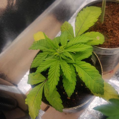 Green-O-Matic (Done) growlog timeline photo