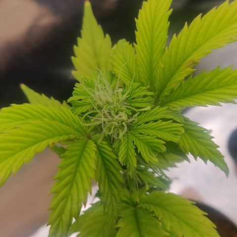 Pink Rozay Automatic (Done) growlog timeline photo