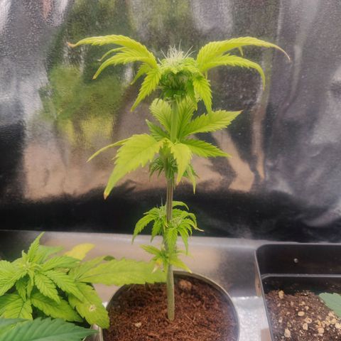 Pink Rozay Automatic (Done) growlog timeline photo