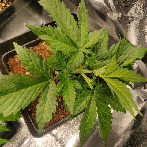 Dark Devil Auto (Done) growlog timeline photo