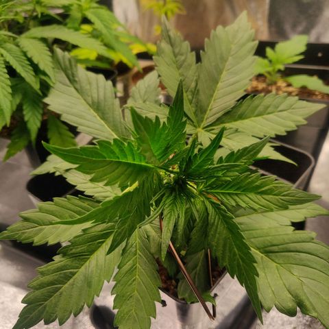 Dark Devil Auto (Done) growlog timeline photo