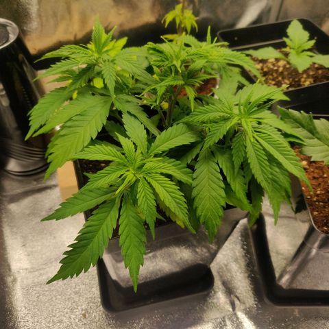 Amnesia Haze (Done) growlog timeline photo