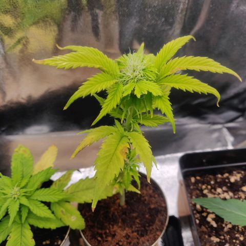 Pink Rozay Automatic (Done) growlog timeline photo