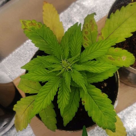 Green-O-Matic (Done) growlog timeline photo