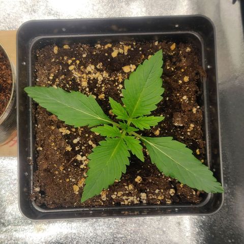 Blue Dream Matic (Done) growlog timeline photo