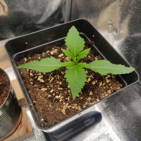 Blue Dream Matic (Done) growlog timeline photo