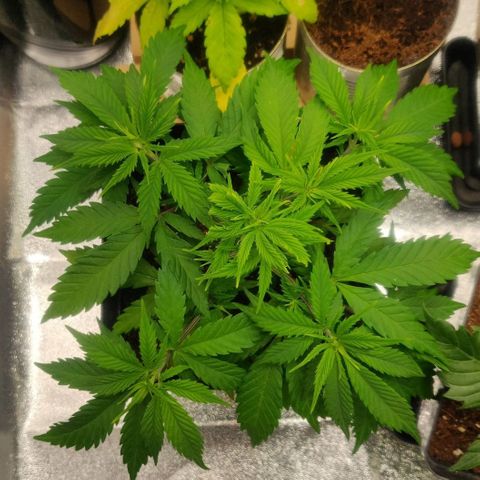 Amnesia Haze (Done) growlog timeline photo