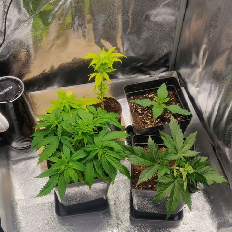 Dark Devil Auto (Done) growlog timeline photo
