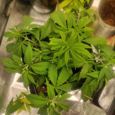 Amnesia Haze (Done) growlog timeline photo