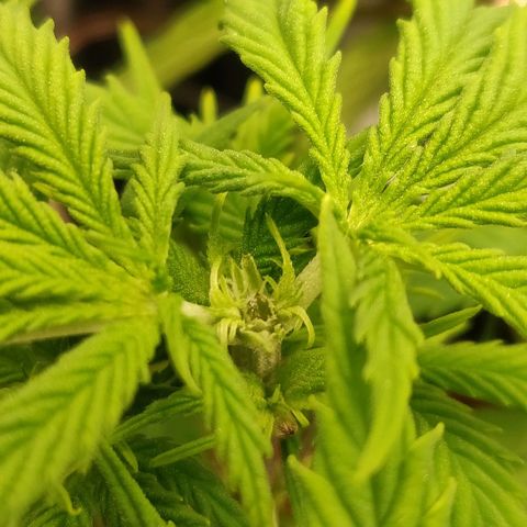 Amnesia Haze (Done) growlog timeline photo