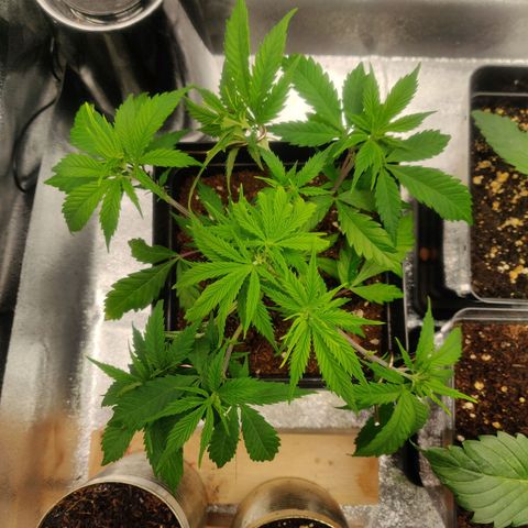 Amnesia Haze (Done) growlog timeline photo