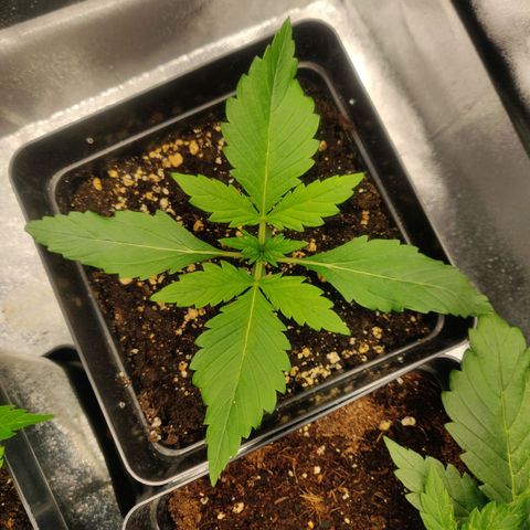 Blue Dream Matic (Done) growlog timeline photo
