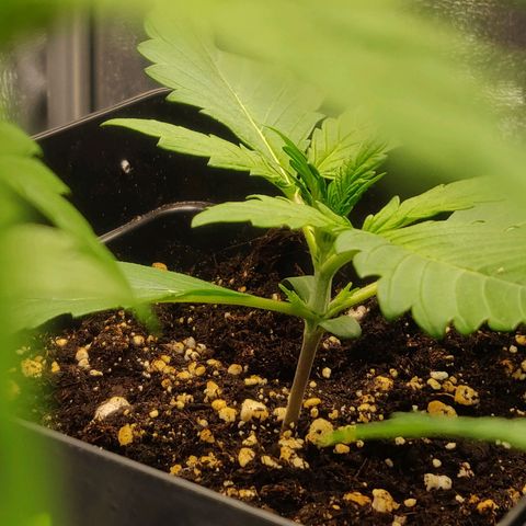 Blue Dream Matic (Done) growlog timeline photo