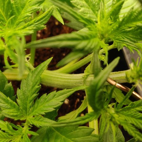 Dark Devil Auto (Done) growlog timeline photo