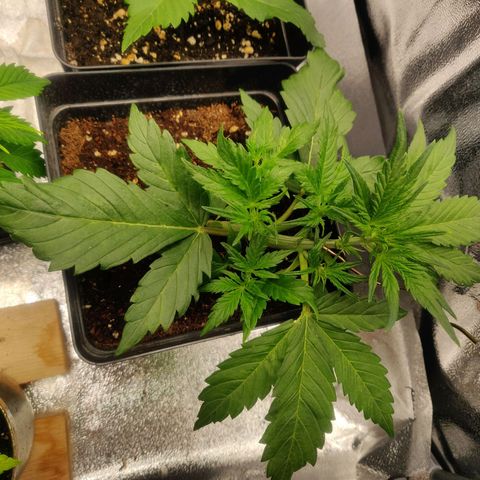 Dark Devil Auto (Done) growlog timeline photo