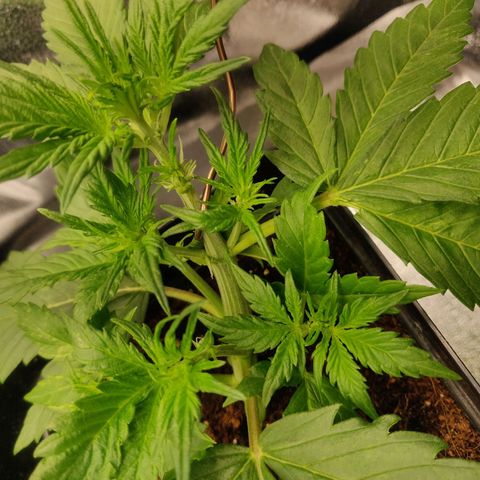 Dark Devil Auto (Done) growlog timeline photo