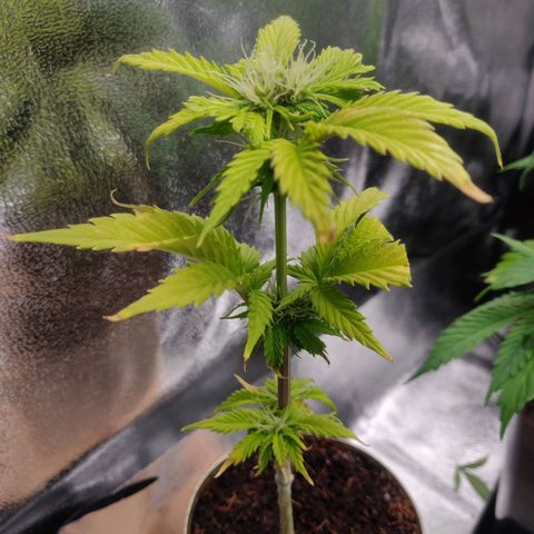 Pink Rozay Automatic (Done) growlog timeline photo