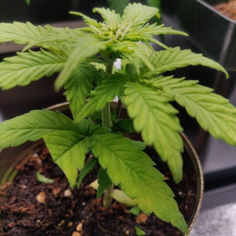 Green-O-Matic (Done) growlog timeline photo