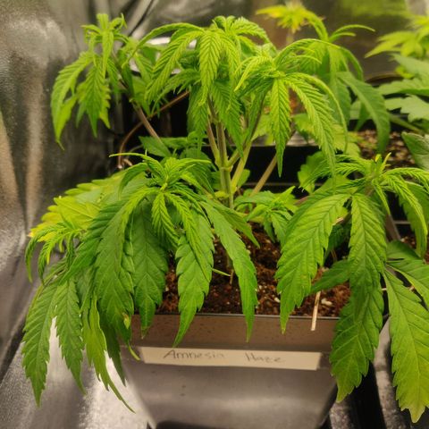 Amnesia Haze (Done) growlog timeline photo