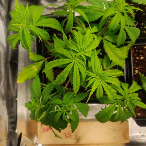 Amnesia Haze (Done) growlog timeline photo