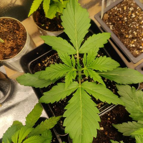 Blue Dream Matic (Done) growlog timeline photo