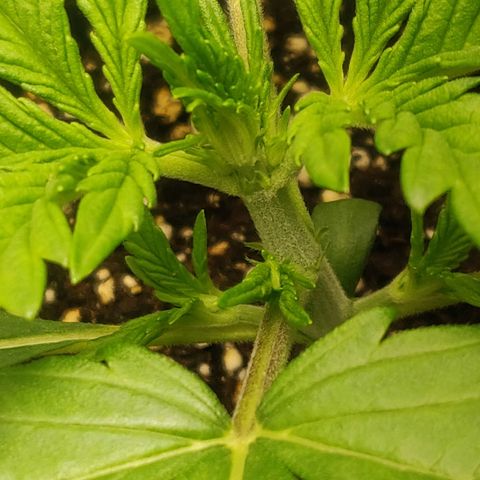Blue Dream Matic (Done) growlog timeline photo