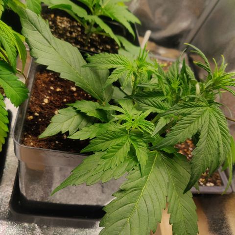 Dark Devil Auto (Done) growlog timeline photo