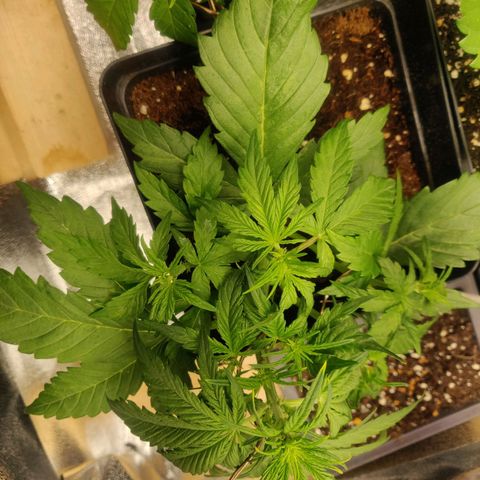 Dark Devil Auto (Done) growlog timeline photo