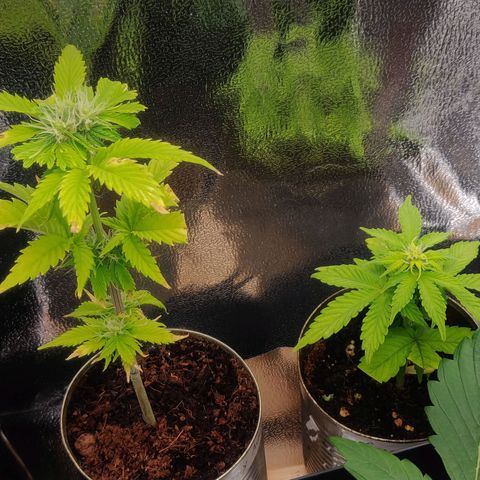 Pink Rozay Automatic (Done) growlog timeline photo