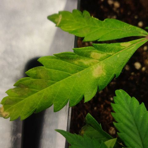 Amnesia Haze (Done) growlog photo: Vermutlich Nährstoffebrand/zu viel Dünger 